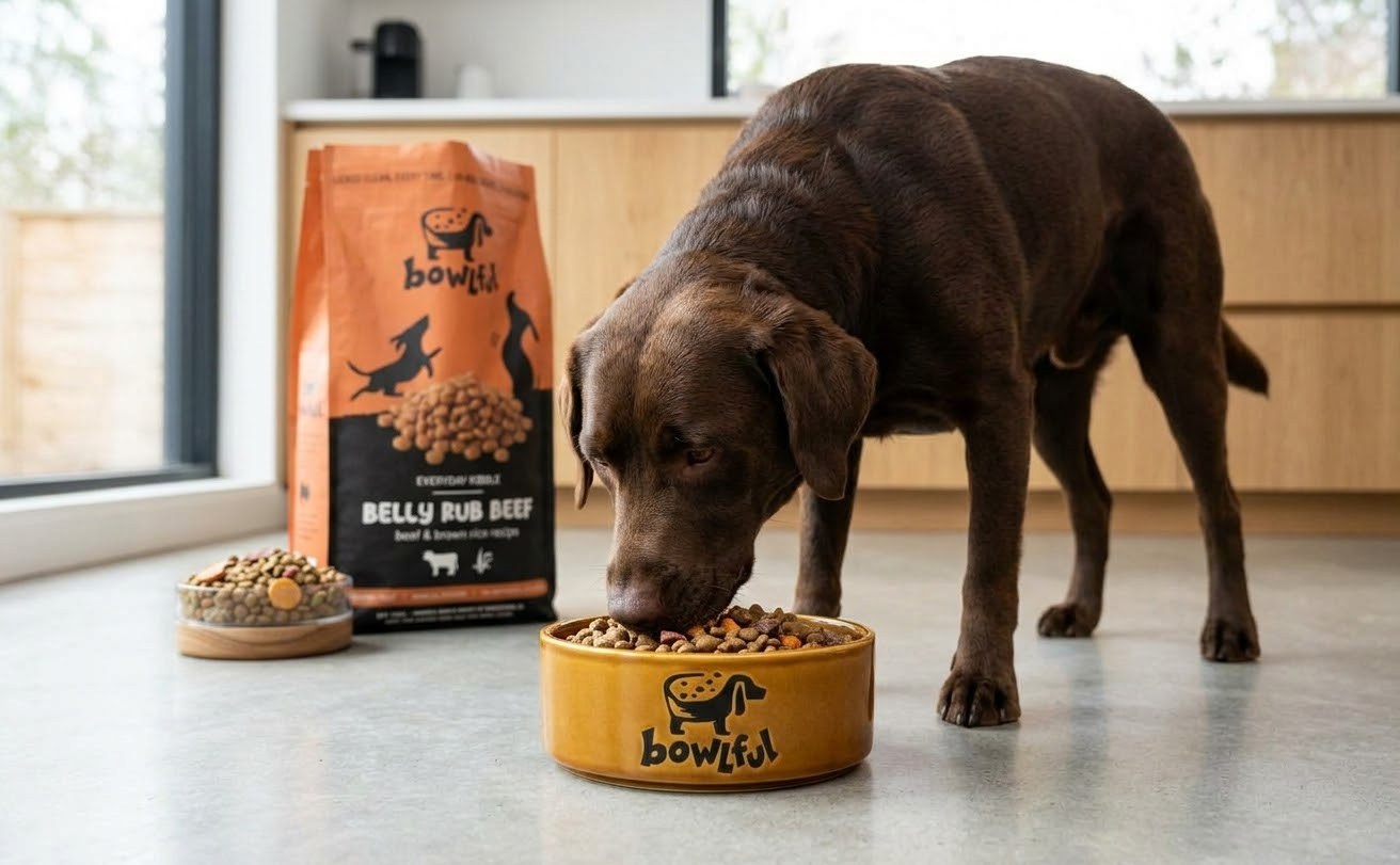 A chocolate Labrador eating from a yellow Bowlful bowl next to a bag of Belly Rub Beef